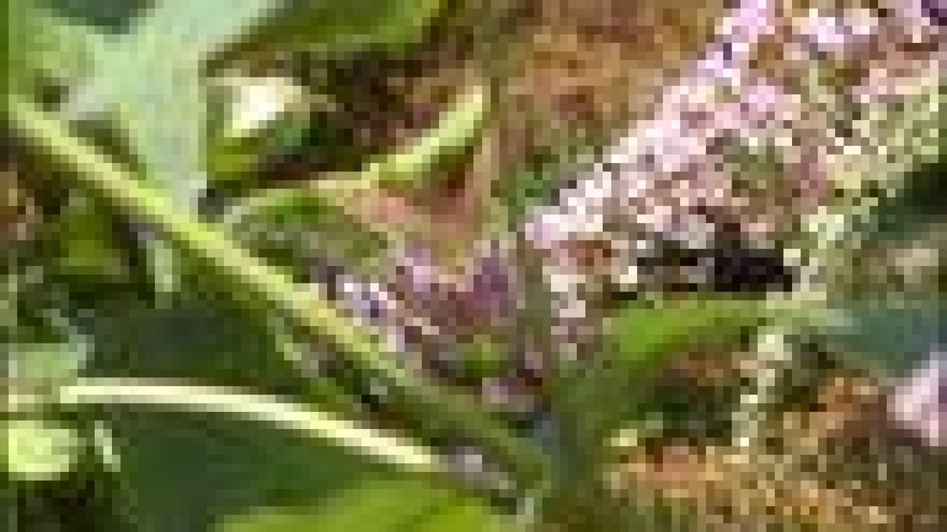 Devine qui papillonne au jardin